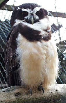 Short-browed Owl - Pulsatrix perspillata