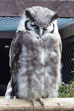 Verreaux's Eagle Owl - Bubo lacteus