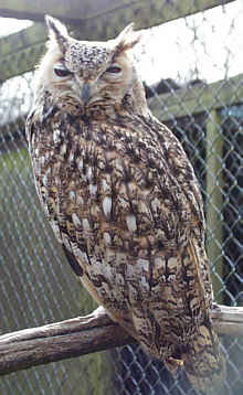 Pharao Eagle Owl - Bubo ascalaphus