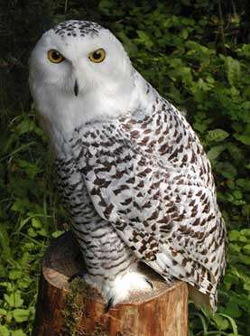 Snowy Owl - female