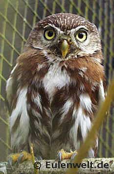 Ferruginous Pygmy Owl - Glaucidium brasilianum