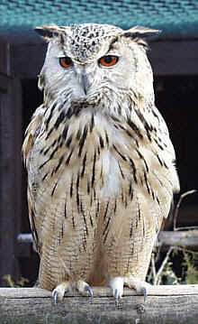 Eurasian Eagle Owl - Bubo omissus
