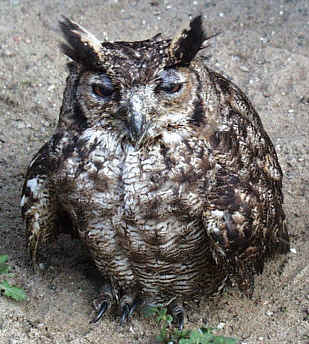 Spotted Eagle Owl - Bubo africanus
